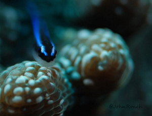 Neon Goby  Utila Honduras C.A. by John Roach 